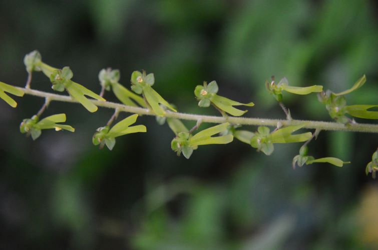 Neottia (Litera) ovata